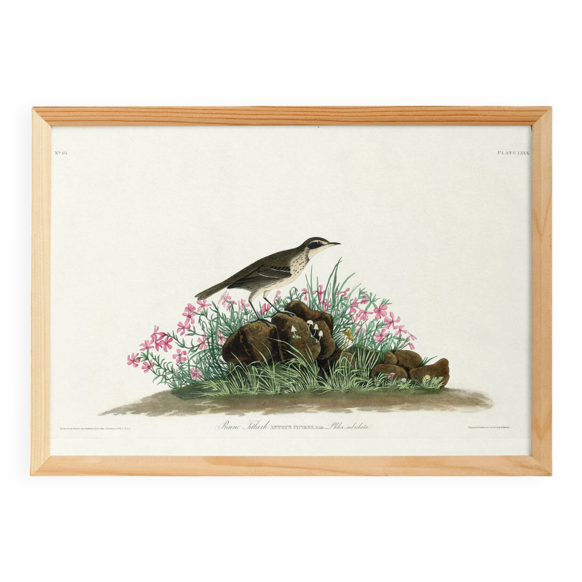 Poster about the Pipit Lark, based on an old engraving from 1827.