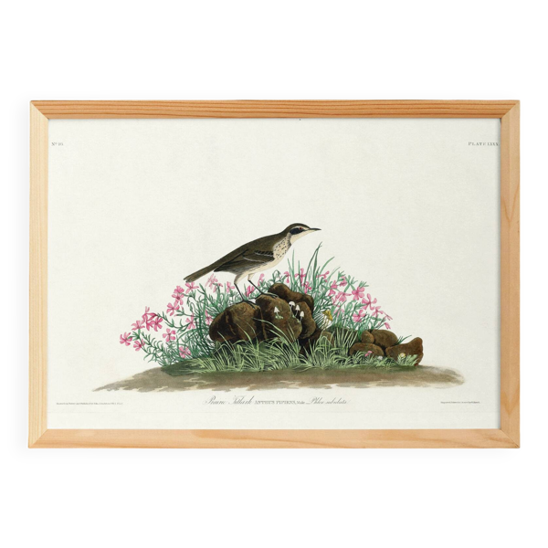 Affiche sur l’Alouette pipit, d’après une gravure ancienne de 1827.