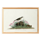 Poster about the Pipit Lark, based on an old engraving from 1827.