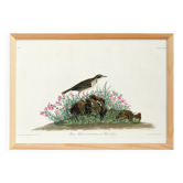 Poster about the Pipit Lark, based on an old engraving from 1827.