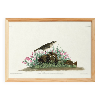 Poster about the Pipit Lark, based on an old engraving from 1827.