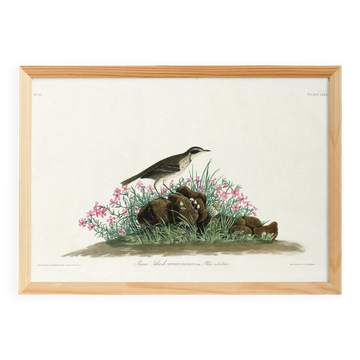 Affiche sur l’Alouette pipit, d’après une gravure ancienne de 1827.
