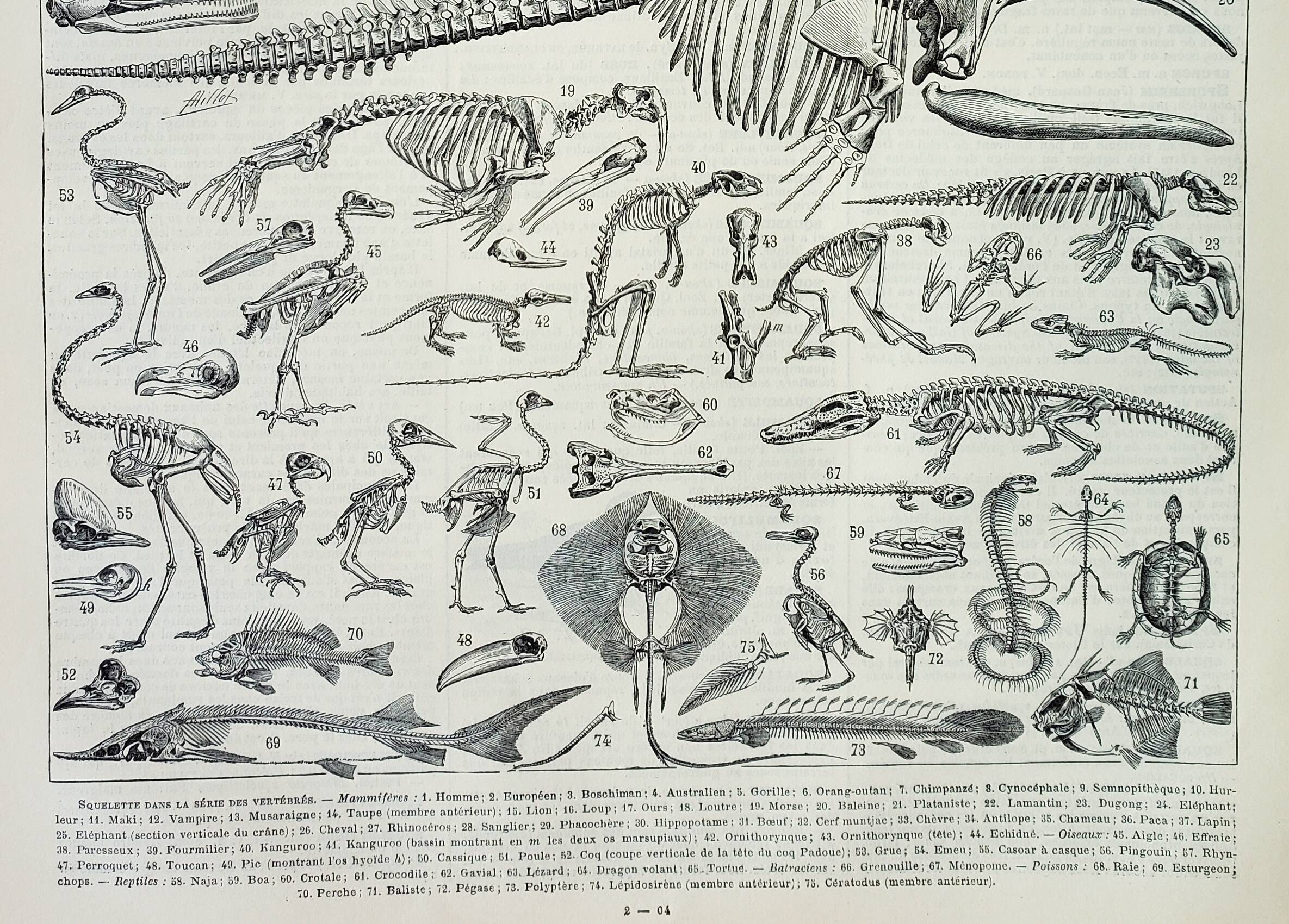 Old engraving 1898, Animal skeletons, anatomy • Lithograph, Original plate