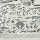 Old engraving 1898, Animal skeletons, anatomy • Lithograph, Original plate