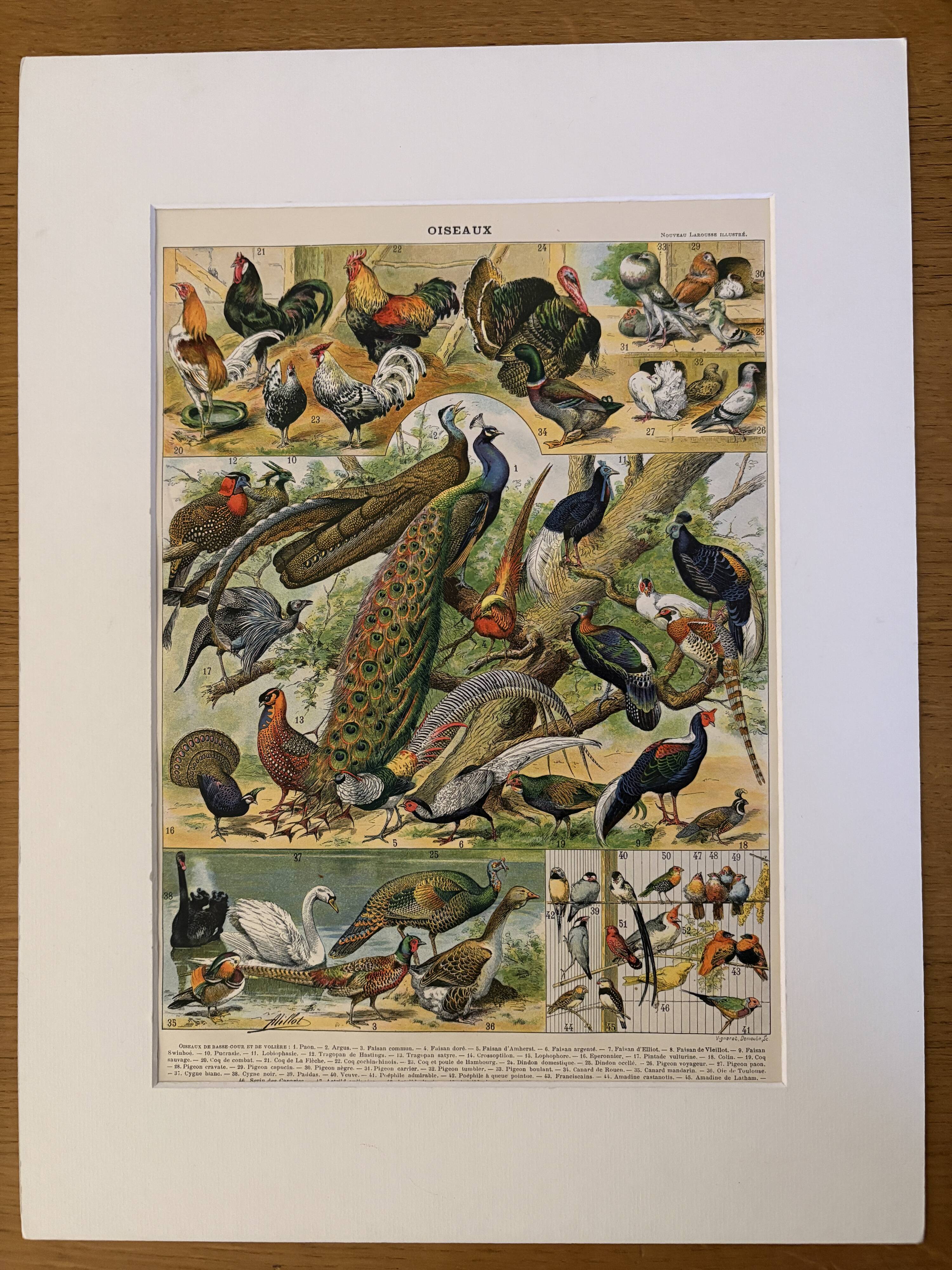 Lithographie sur les oiseaux, paon - 1900
