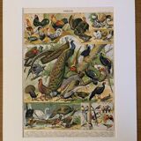 Lithograph of birds, peacock - 1900