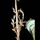 Art Nouveau wall light in bronze and frosted glass