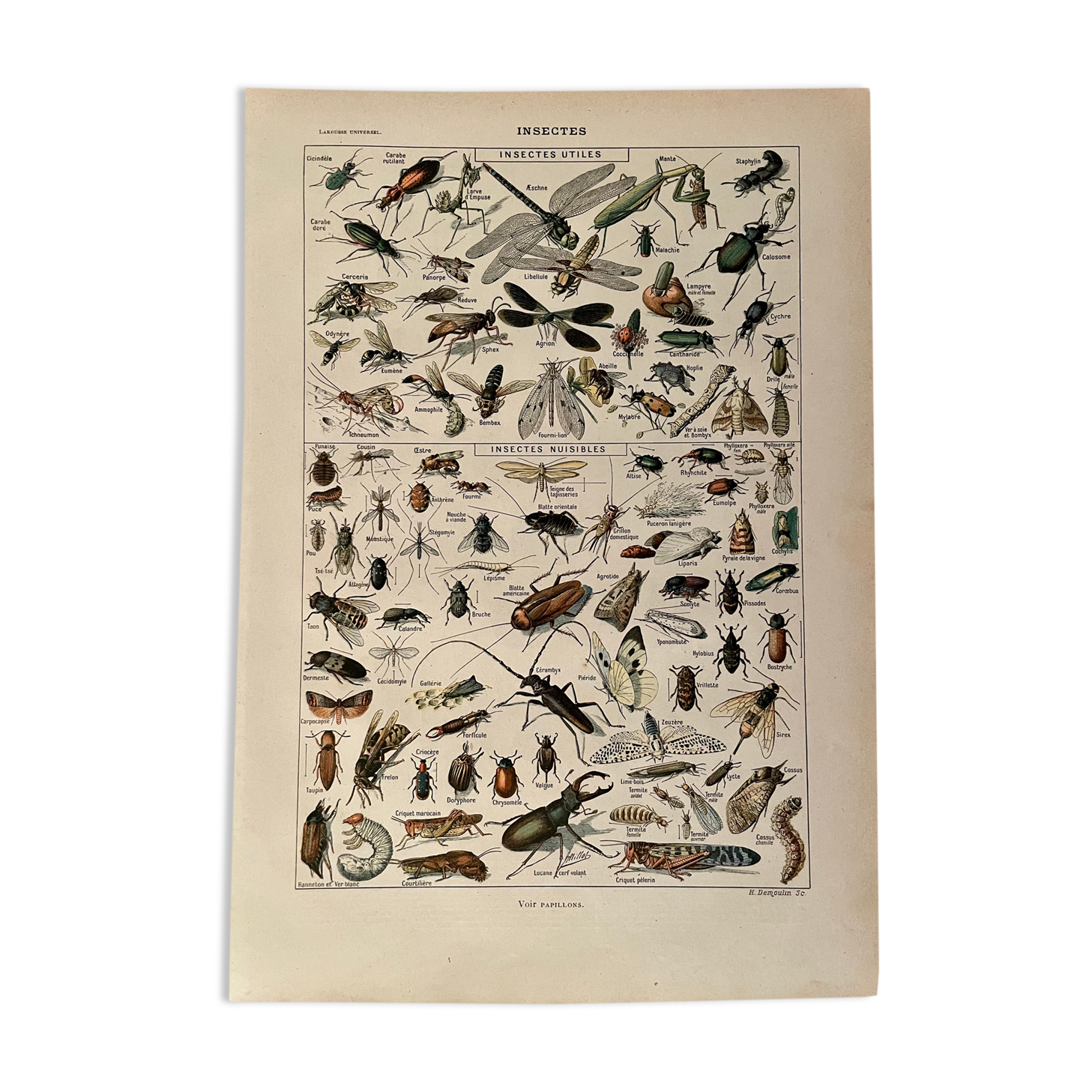 Lithograph on insects 1922