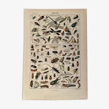 Lithographie sur les insectes 1922
