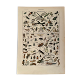 Lithograph on insects 1922