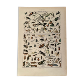 Lithograph on insects 1922