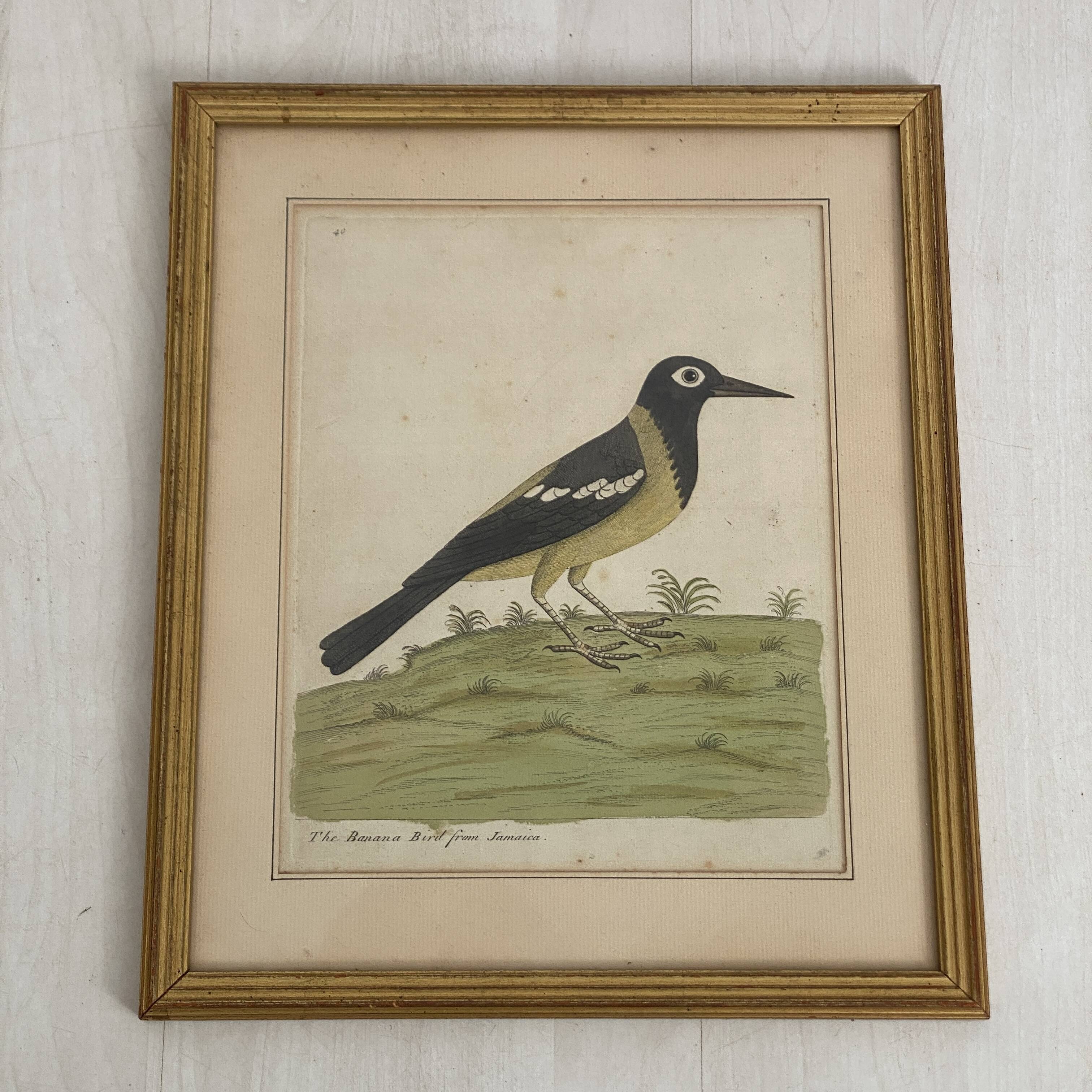 Coloured engraving "The Banana Bird from Jamaica"