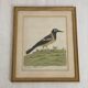 Coloured engraving "The Banana Bird from Jamaica"