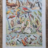1930 Original lithograph on birds, parrots