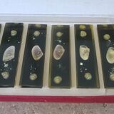 6 resin knife holders with shellfish inclusion year 60