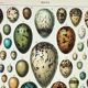 Engraving • eggs, birds, animals, zoology • Original and vintage poster from 1898