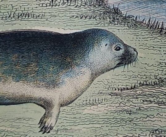 Original zoological plank "Common Seal - Morse" Buffon 1838
