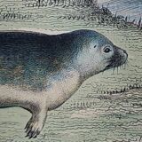 Original zoological plank "Common Seal - Morse" Buffon 1838