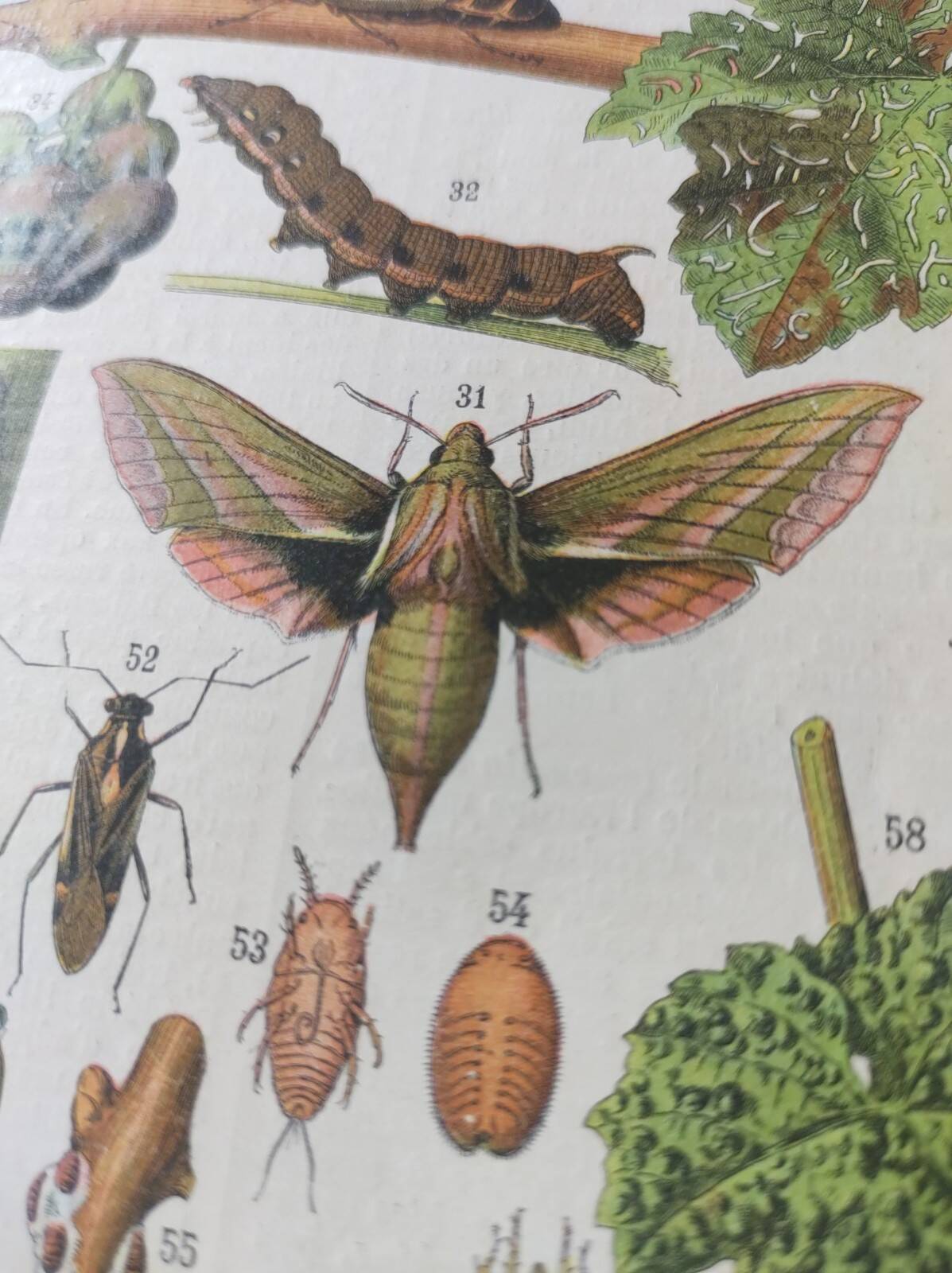 Engraving • Vine (2) • Original and vintage poster from 1907