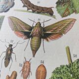 Engraving • Vine (2) • Original and vintage poster from 1907