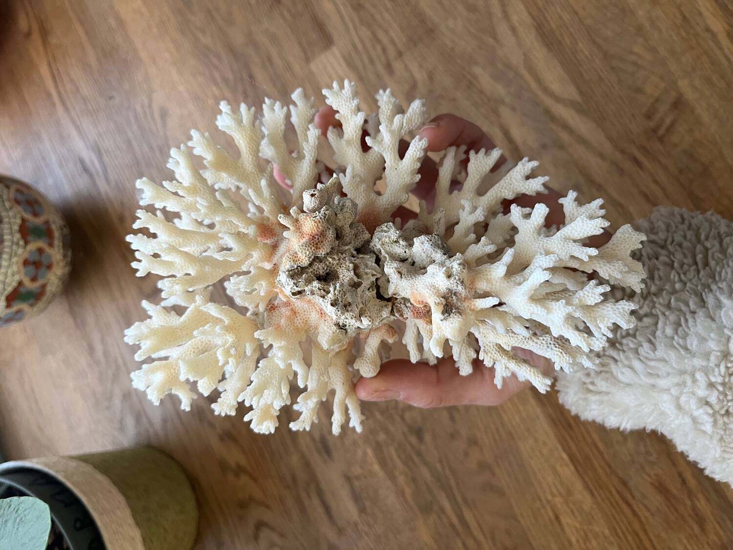 White coral