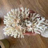 White coral