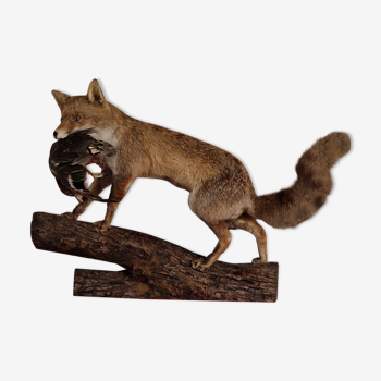 Renard naturalisé sur bois