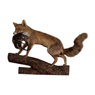 Fox stuffed on wood