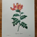 Original illustrated plate Bignone du Cap