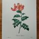 Original illustrated plate Bignone du Cap