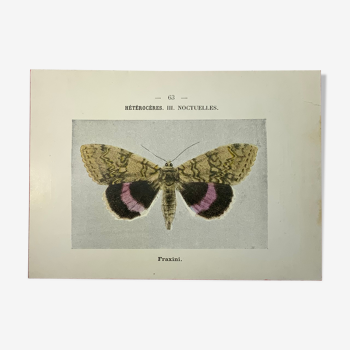 Gravure botanique vintage 1900 papillons colorés main double face litho