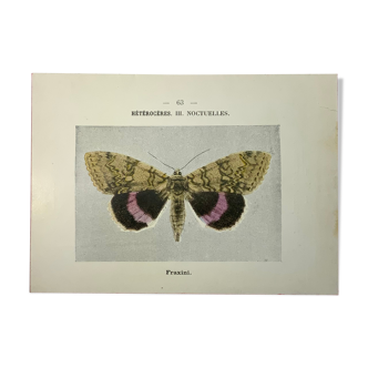 Vintage botanical engraving 1900 colored butterflies double hand litho face
