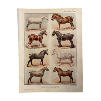 Lithograph on horse breeds from 1921 (XIII)