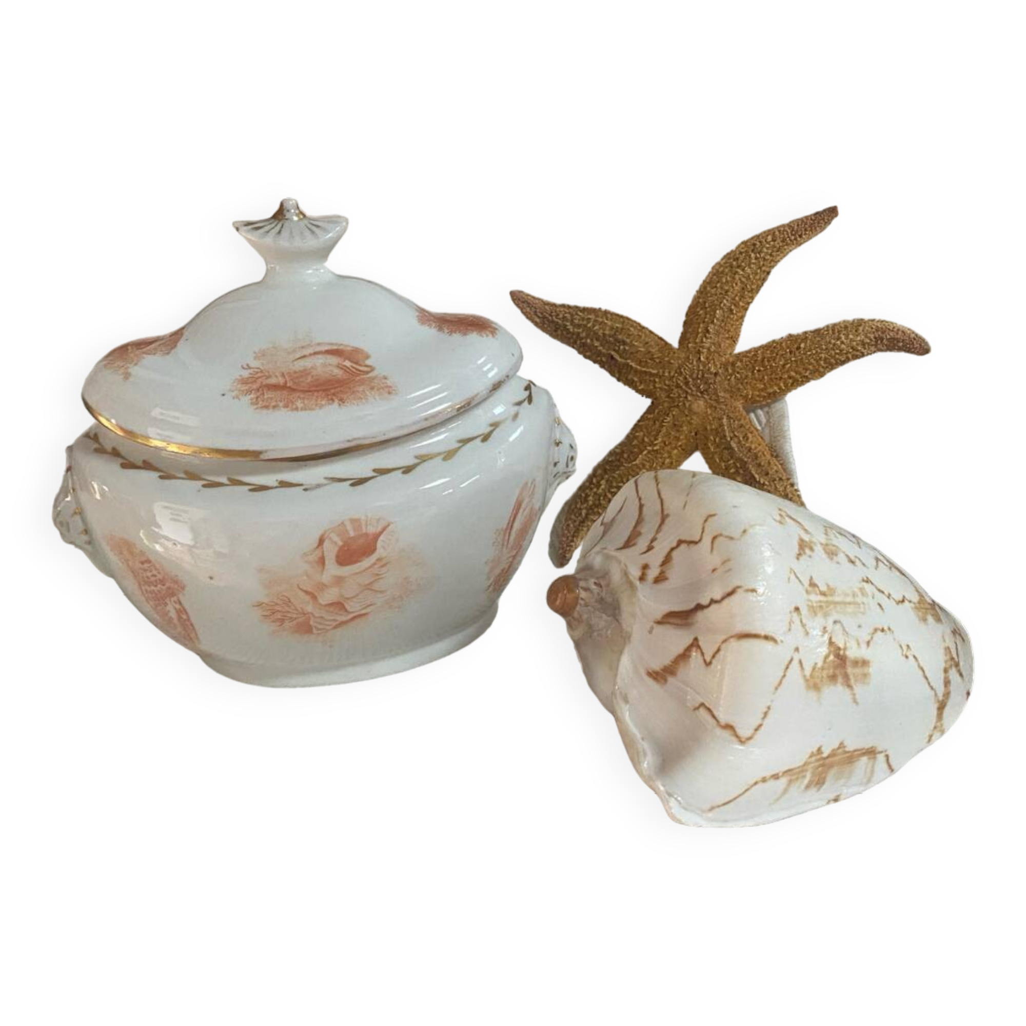 Vintage Voluta nobilis shell