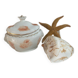 Vintage Voluta nobilis shell