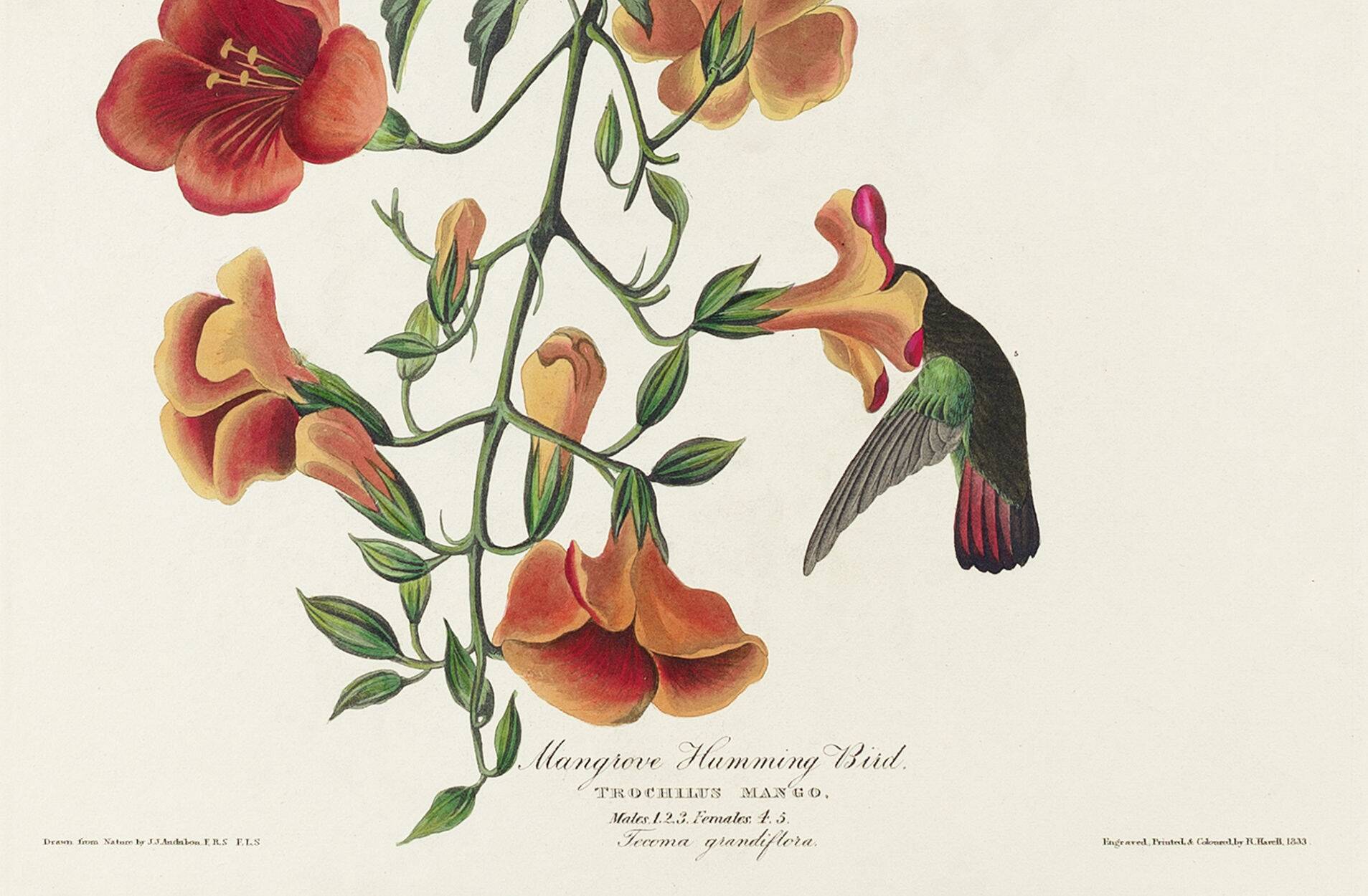 Poster about hummingbirds, based on an old engraving from 1827.