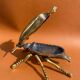 Zoomorphic scarab ashtray