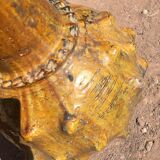 Glazed terracotta tamegroute pottery