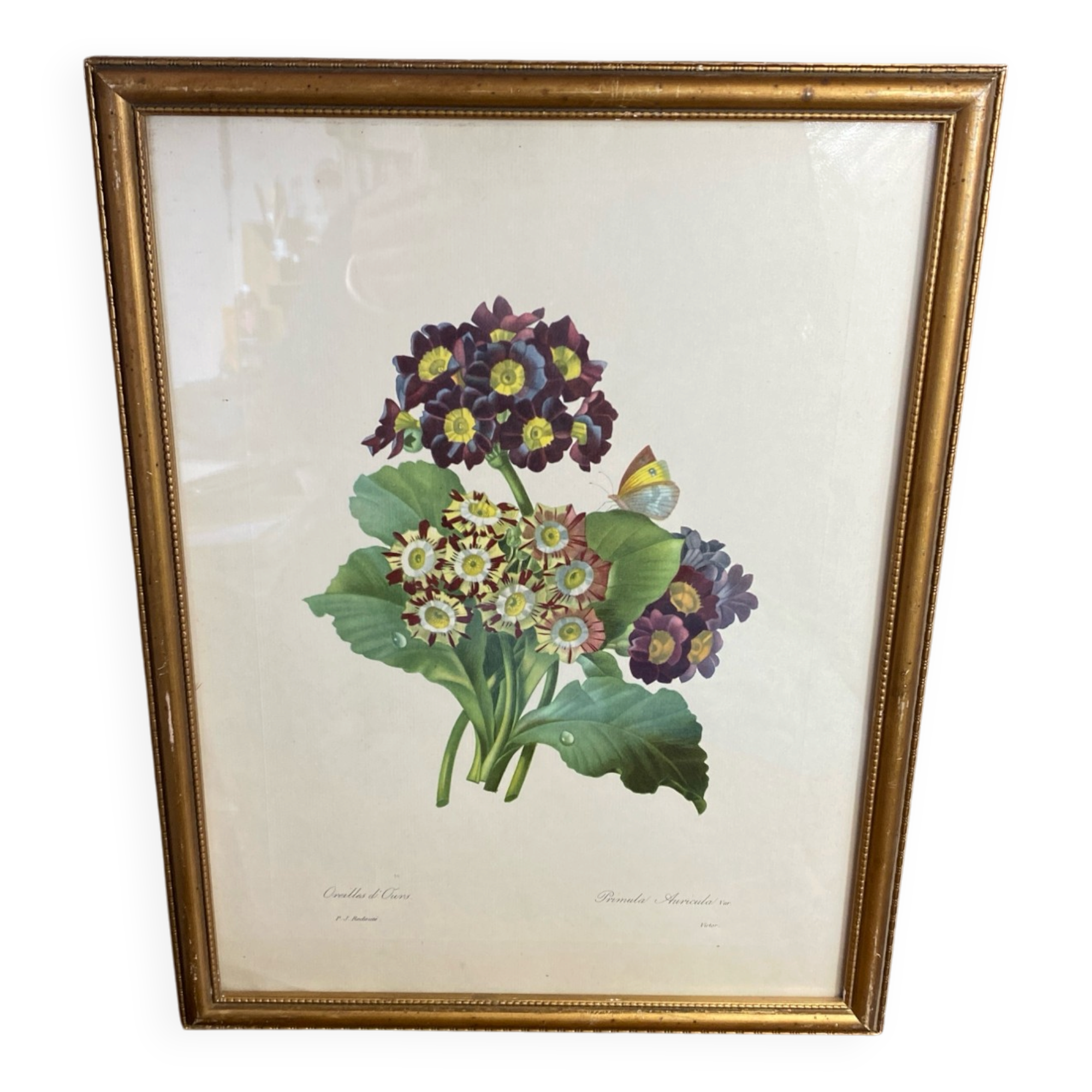 Botanical print, P-J Redouté, Bear's Ears