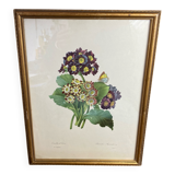 Botanical print, P-J Redouté, Bear's Ears