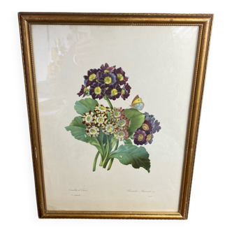 Botanical print, P-J Redouté, Bear's Ears