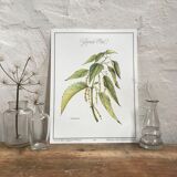 Botanical plank the great nettle