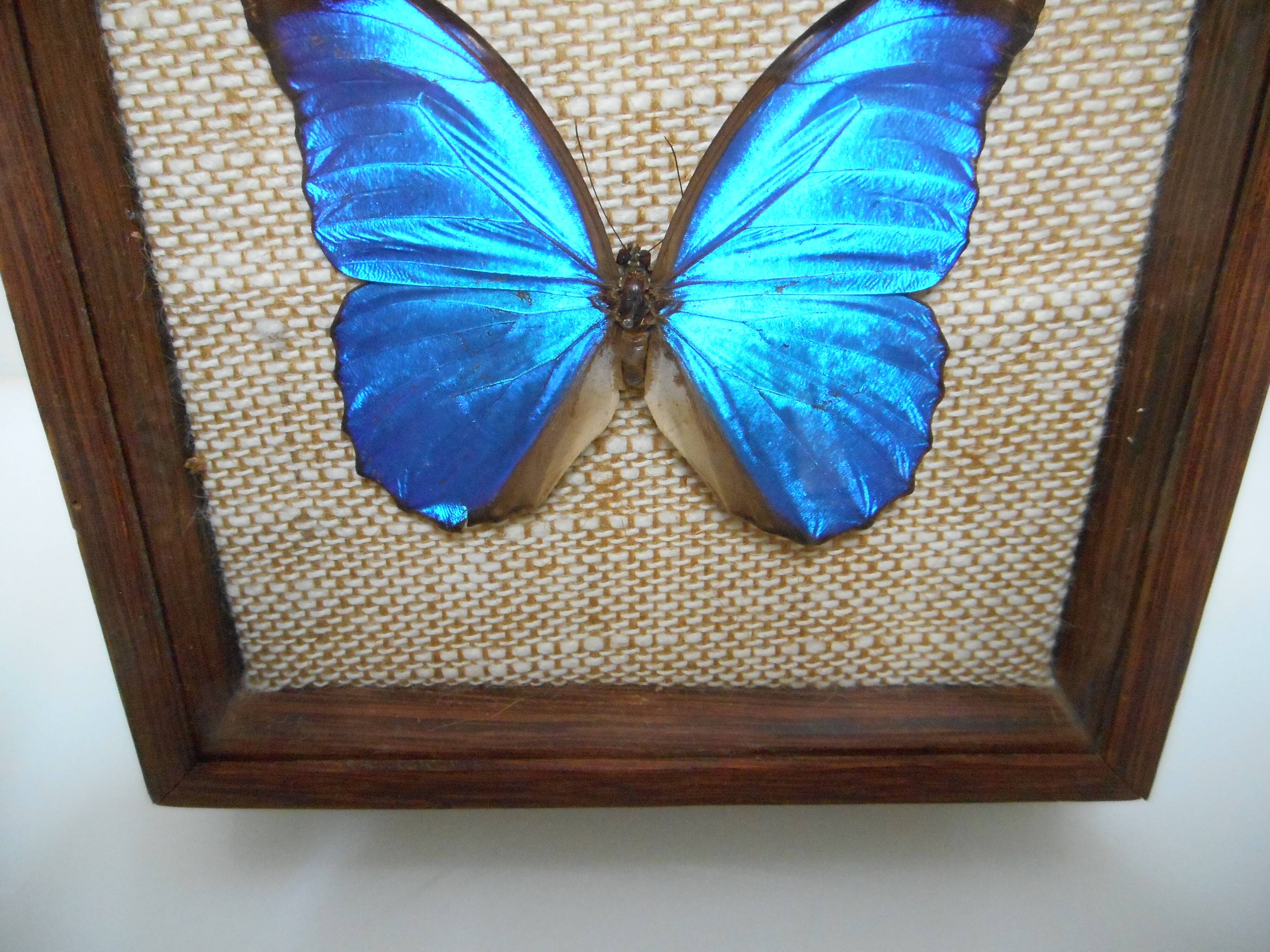 Ancient morpho butterfly under frame
