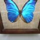 Ancient morpho butterfly under frame