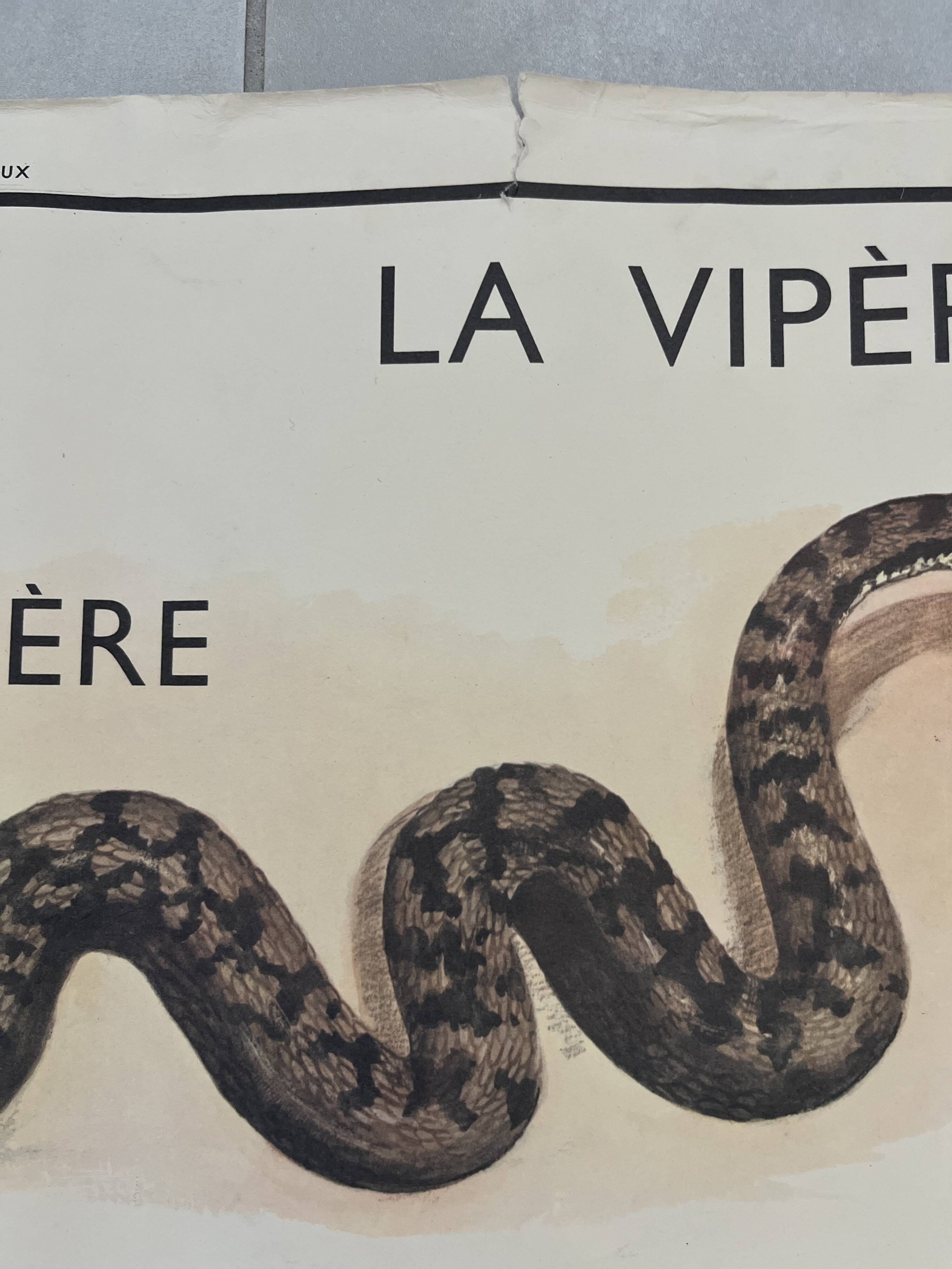 Old school poster Rossignol – Viper & Lizard / Bird families