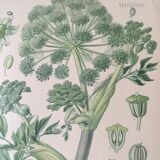 E. botanical plank. Kohler 1887