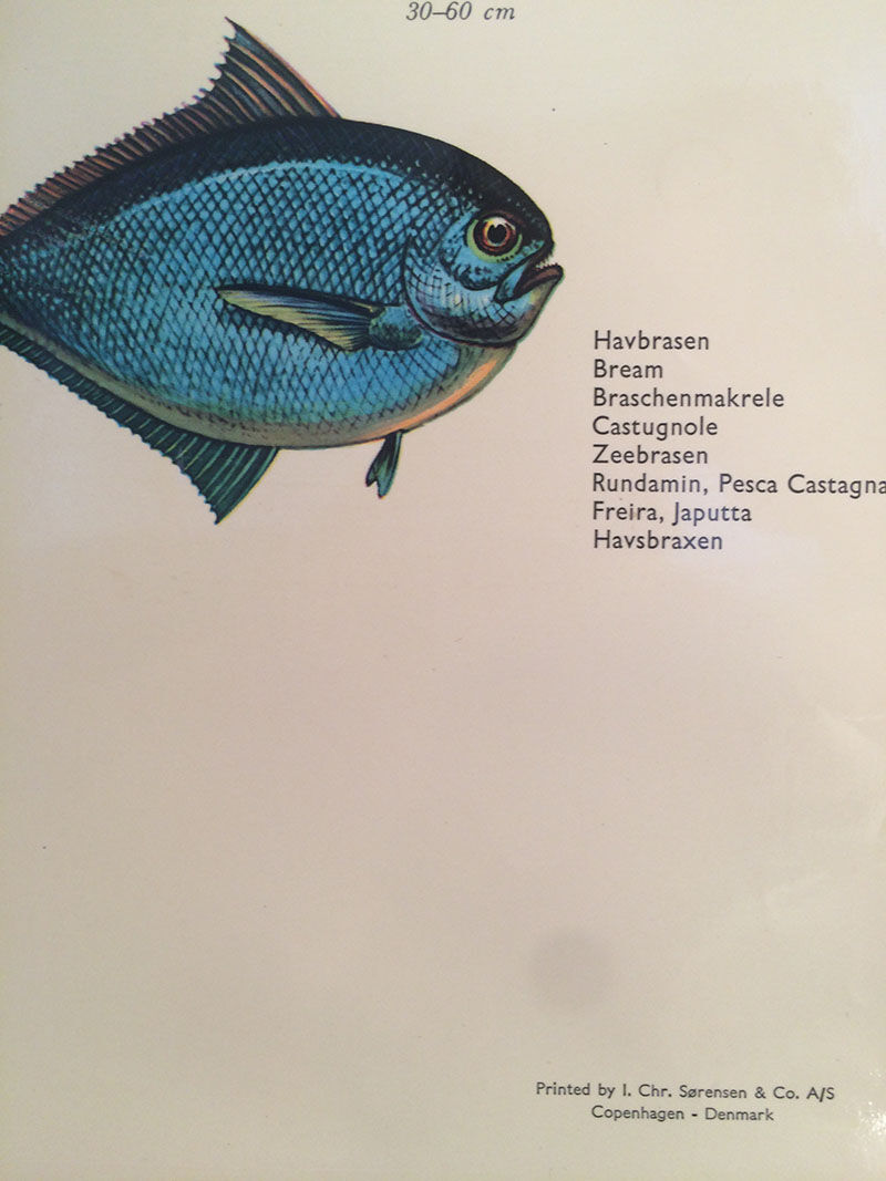 Vintage marine wildlife poster, 80s