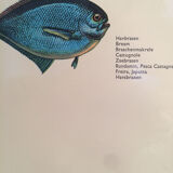 Vintage marine wildlife poster, 80s