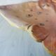 Zoomorphic dish ray