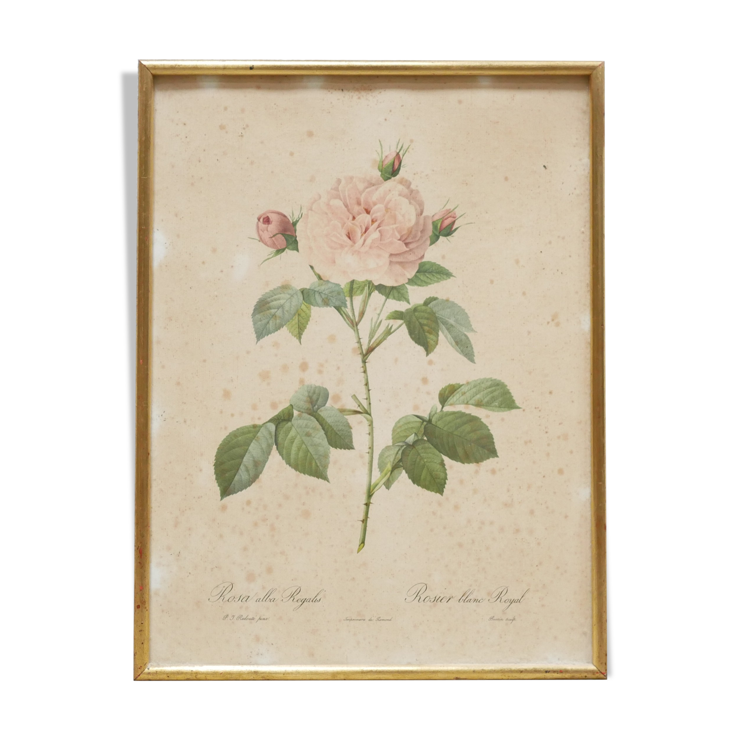 Vintage botanical poster Rosa alba Regalis by P.J.Redouté